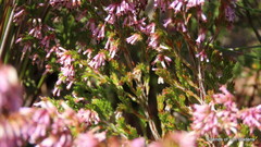 Erica uberiflora