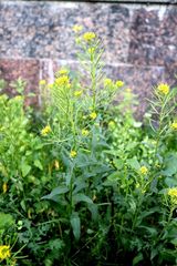 Erysimum cheiranthoides