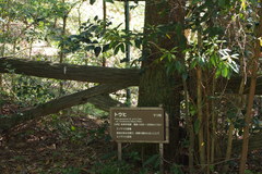 Picea jezoensis hondoensis