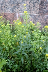 Erysimum cheiranthoides