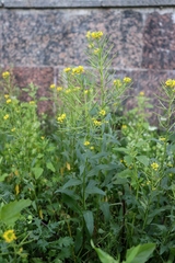 Erysimum cheiranthoides