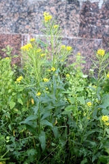 Erysimum cheiranthoides