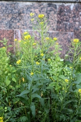 Erysimum cheiranthoides
