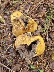 Scleroderma flavidum macrosporum