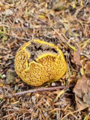 Scleroderma flavidum macrosporum