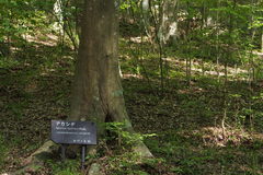 Carpinus laxiflora