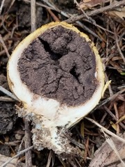 Scleroderma flavidum macrosporum