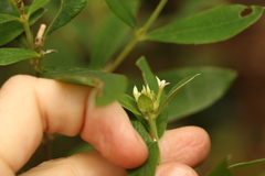 Pimelea gigandra