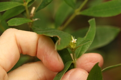 Pimelea gigandra