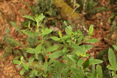 Pimelea gigandra