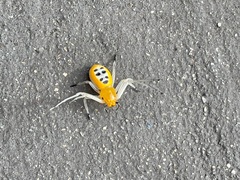 Poecilothomisus speciosus