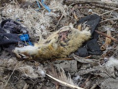 Spermophilus erythrogenys