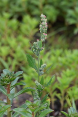 Chenopodium ficifolium