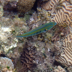 Stethojulis notialis