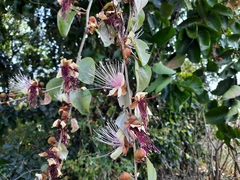 Capparis zeylanica