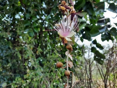 Capparis zeylanica