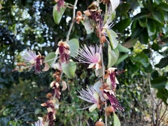 Capparis zeylanica