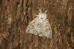 Lymantria nephrographa