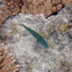 Stethojulis notialis
