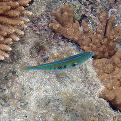 Stethojulis notialis