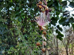 Capparis zeylanica