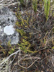 Senecio lycopodioides