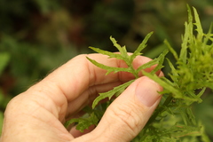Senecio bipinnatisectus