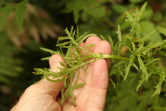 Senecio bipinnatisectus