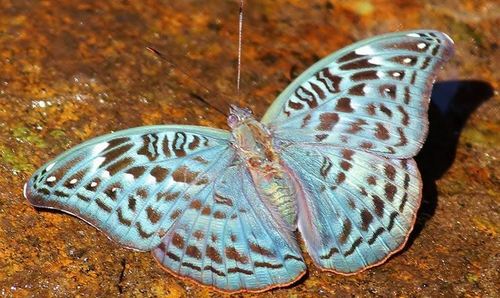 Mottled-green Nymph