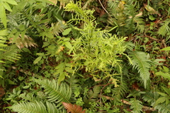 Senecio bipinnatisectus