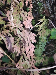Selaginella nipponica