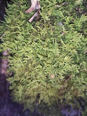 Thuidium cymbifolium
