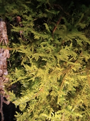 Thuidium cymbifolium