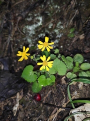 Sinosenecio oldhamianus