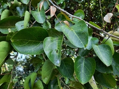 Capparis zeylanica
