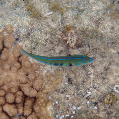 Stethojulis notialis