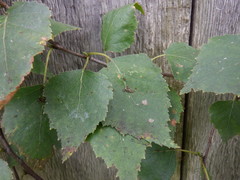 Callipterinella tuberculata