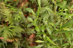 Psychotria daphnoides