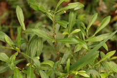 Psychotria daphnoides