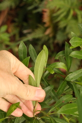 Psychotria daphnoides