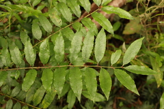 Zanthoxylum brachyacanthum