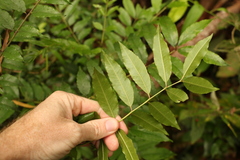 Zanthoxylum brachyacanthum