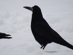 Corvus frugilegus