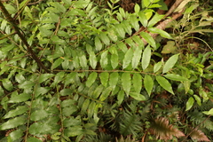 Zanthoxylum brachyacanthum