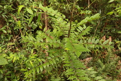 Zanthoxylum brachyacanthum