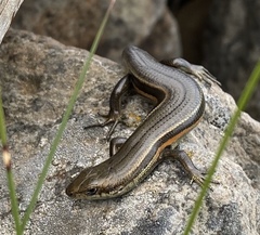 Pseudemoia cryodroma