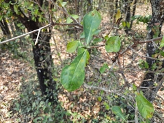Gardenia saxatilis