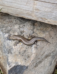 Pseudemoia cryodroma