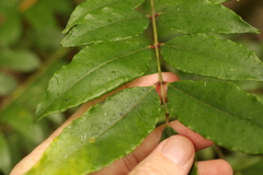 Zanthoxylum brachyacanthum