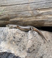 Pseudemoia cryodroma